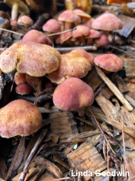 Gymnopilus luteofolius