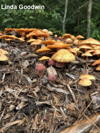 Gymnopilus luteofolius