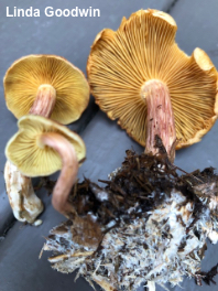 Gymnopilus luteofolius