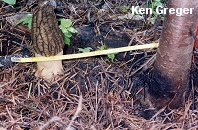 Morchella sextelata