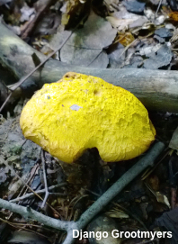 Buchwaldoboletus hemichrysus