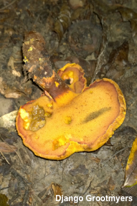 Buchwaldoboletus hemichrysus