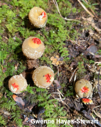 Calostoma ravenelii