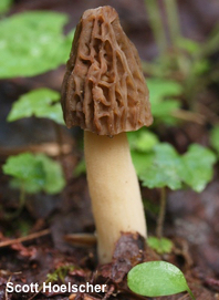 Morchella populiphila