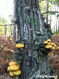 Pholiota cf aurivella