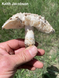 Amanita prairiicola