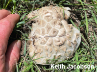 Amanita prairiicola