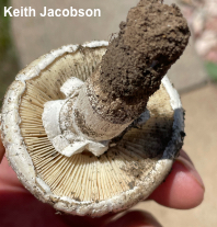 Amanita prairiicola