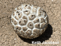 Amanita prairiicola