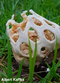 Clathrus baumii