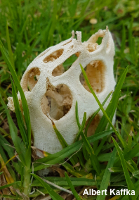 Clathrus baumii