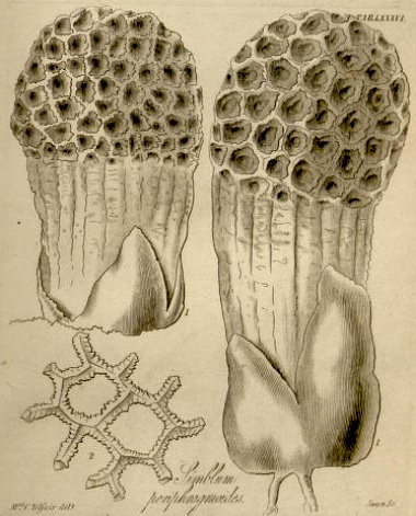 Simblum sphaerocephalum