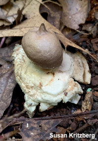 Geastrum morganii