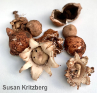 Geastrum morganii