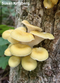 Pleurotus citrinopileatus