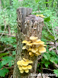 Pleurotus citrinopileatus