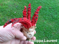 Clathrus archeri