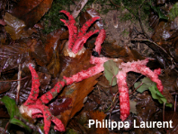 Clathrus archeri