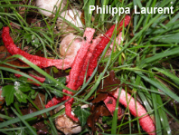 Clathrus archeri