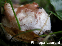 Clathrus archeri