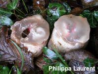 Clathrus archeri