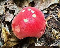 Boletus roodyi