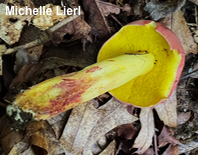 Boletus roodyi