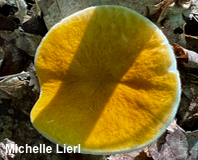 Gyroporus smithii