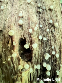 Helicogloea compressa