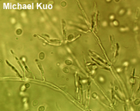 Helicogloea compressa
