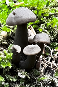 Neohygrocybe ovina