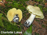 Entoloma luridum