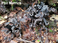 Craterellus cinereus