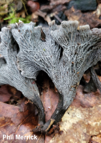 Craterellus cinereus