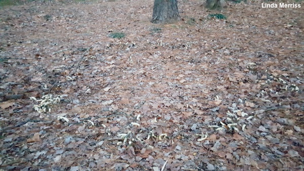 Phallus ravenelii fairy ring