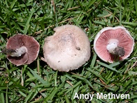 Agaricus porphyrocephalus