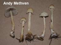 Agrocybe retigera