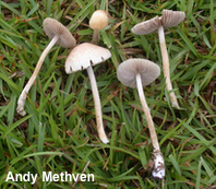 Agrocybe retigera