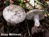 Amanita mutabilis