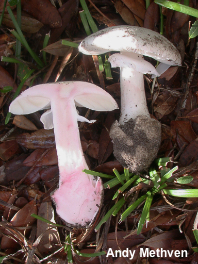 Amanita mutabilis