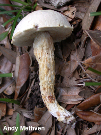 Austroboletus subflavidus