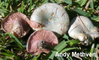 Lactarius paradoxus