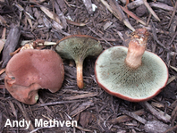 Phylloporopsis boletinoides
