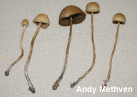 Psilocybe strictipes