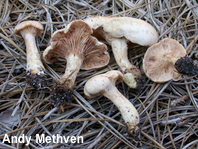 Rhodocybe roseiavellanea