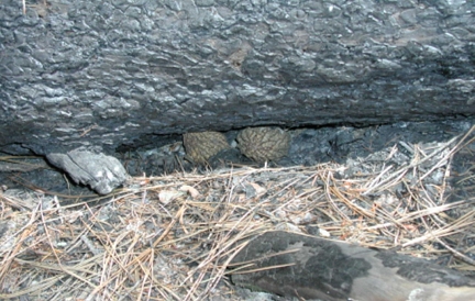 Morels found growing underneath a burnt ponderosa pine log