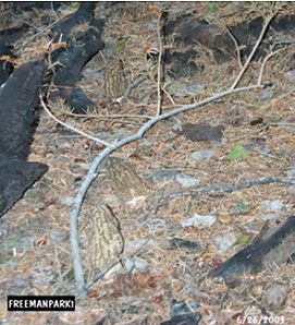 Over thirty morels were growing in this low intensity burn area