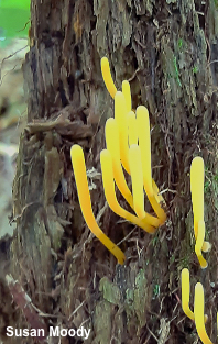 Clavulinopsis laeticolor