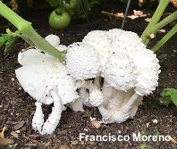 Leucocoprinus cretaceus