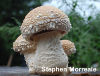 Hemipholiota populnea